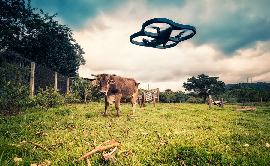 Drone vs. Cow