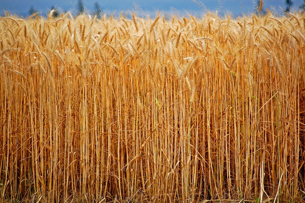 Wheat ready for harvest