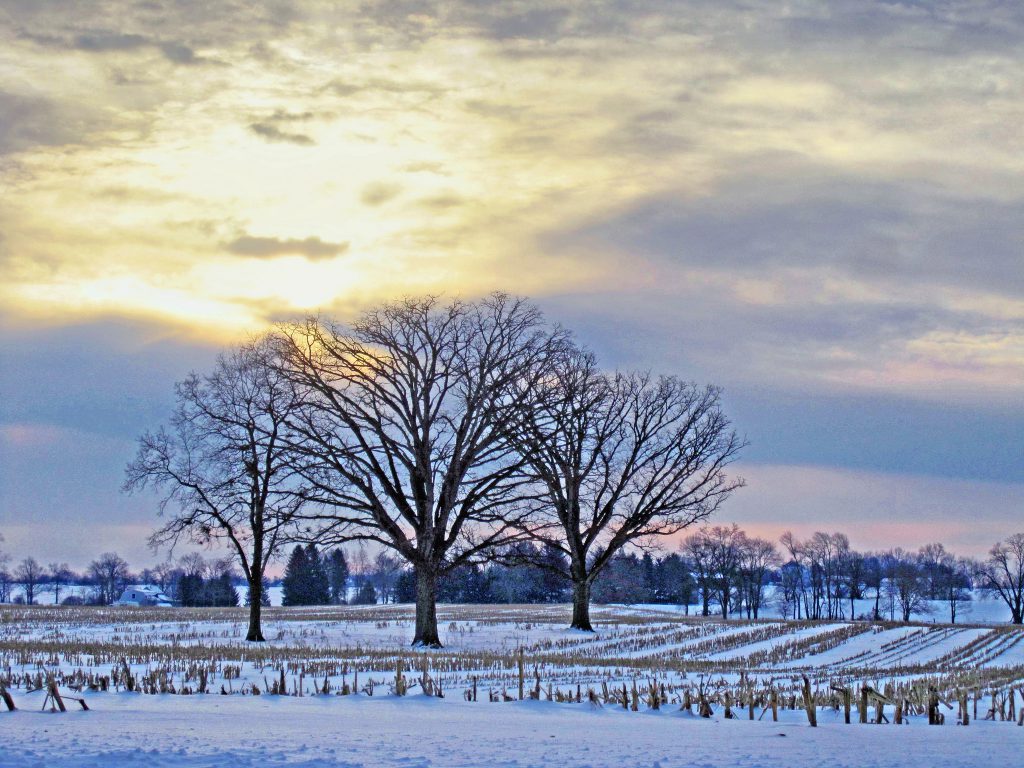 Corn Field in February