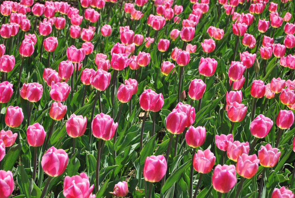 Ottawa's Tulips Festival