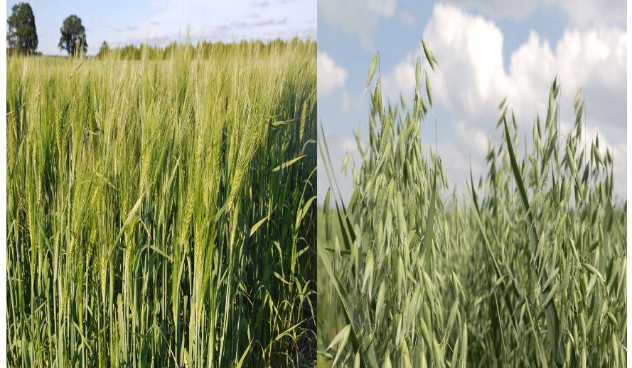 barley vs wheat plant