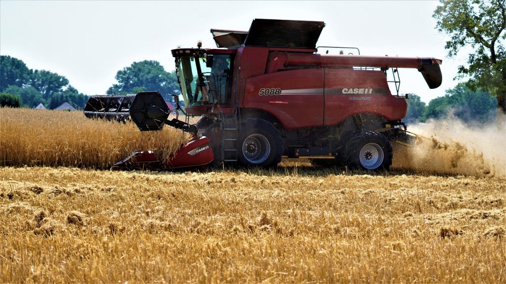 red combine harvesting wheat