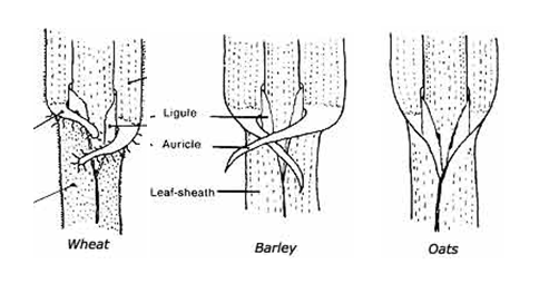 Wheat, barley, and oats