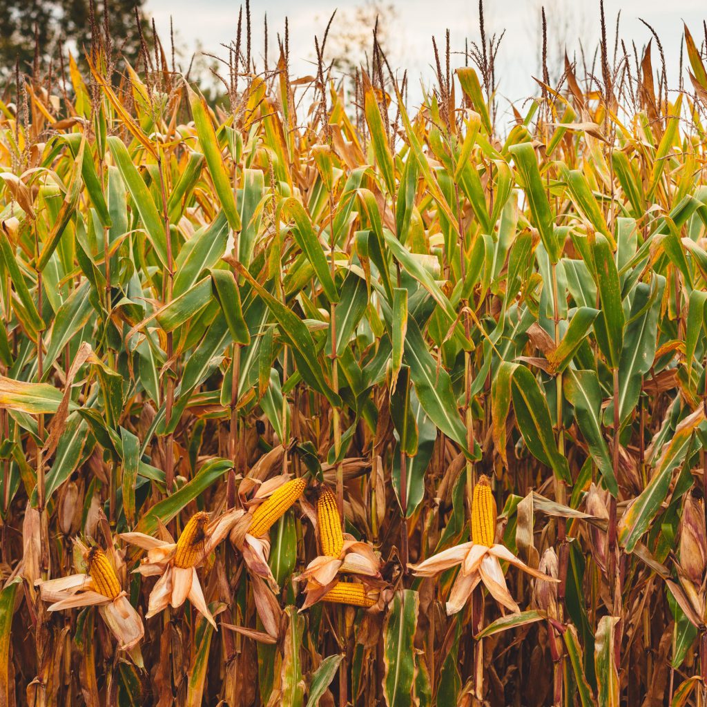 mature grain corn ready for harvest to be used to make food, whisky, ethanol or fed to farm animals