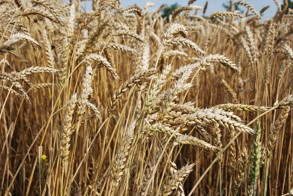 wheat plant