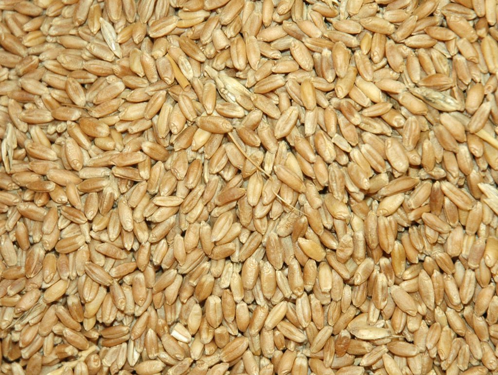 a close up of wheat