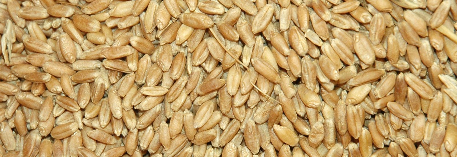 a close up of wheat