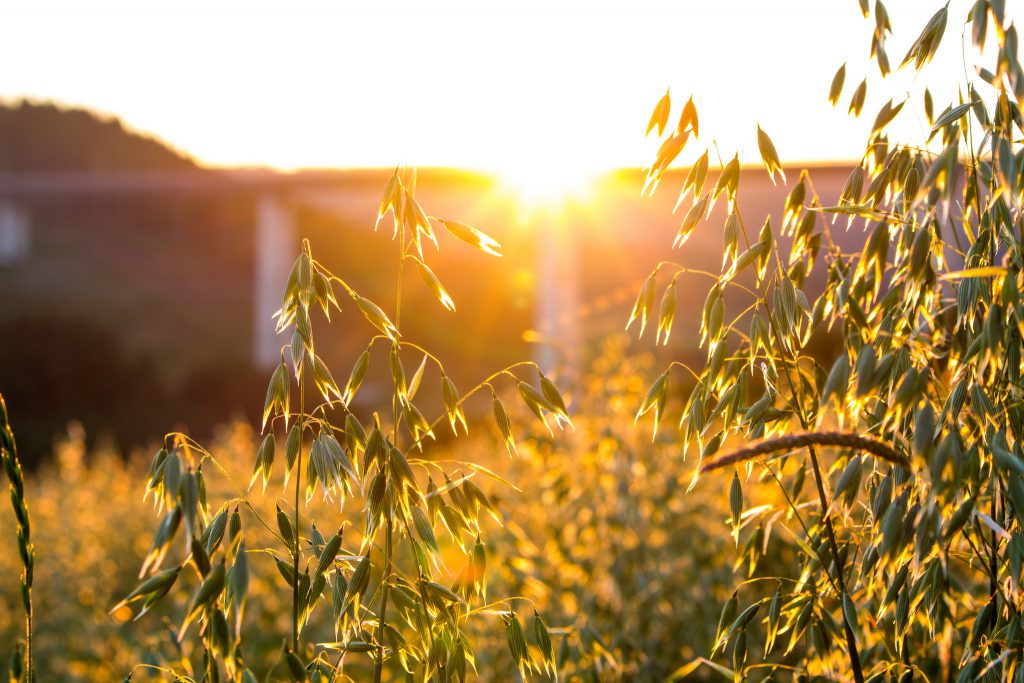 Sun shining through oats