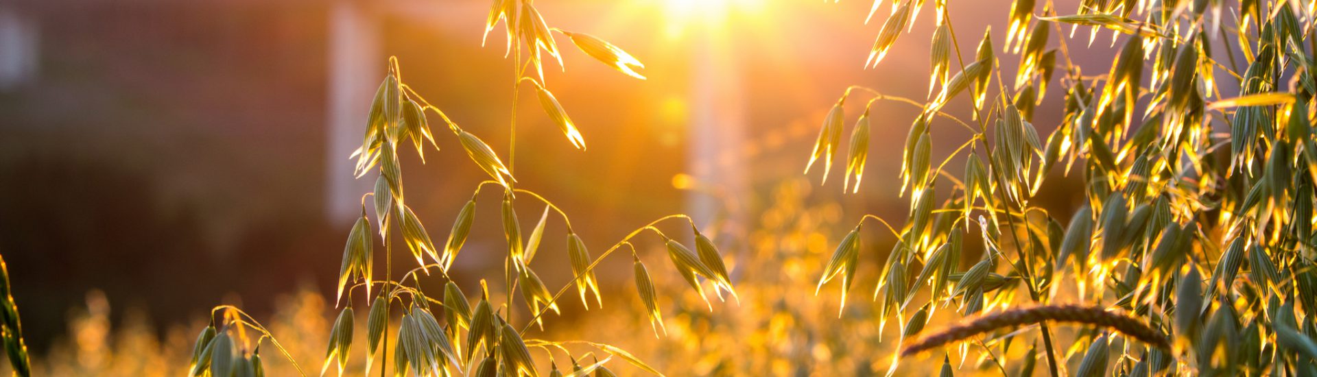 Sun shining through oats