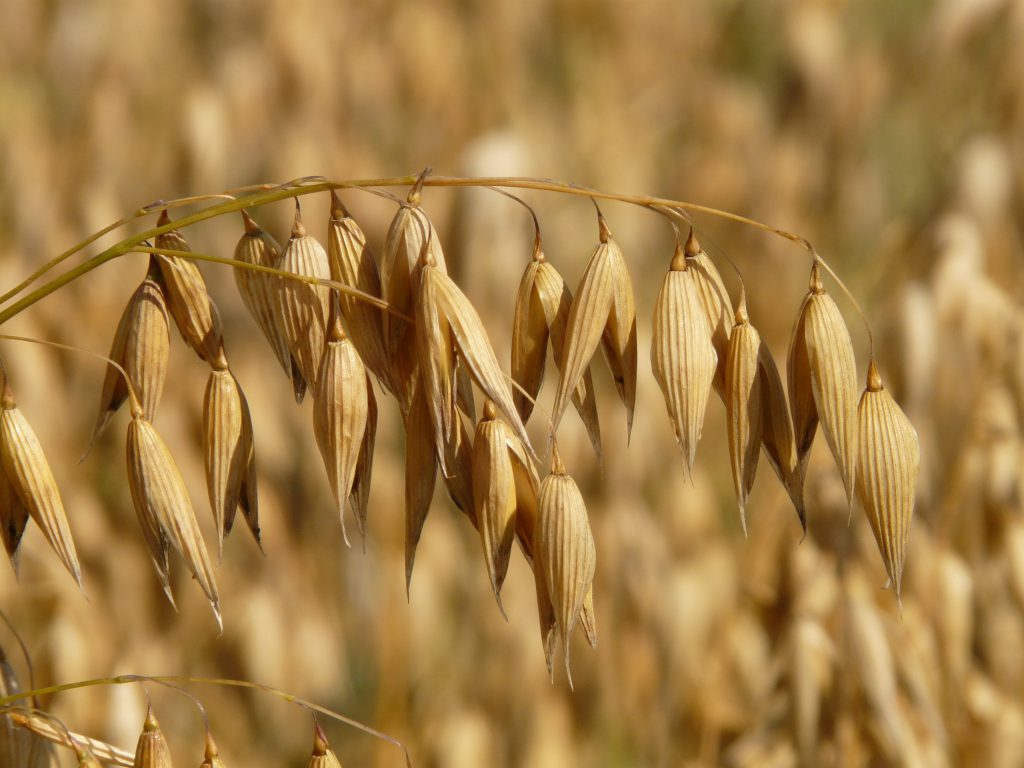 golden mature oats with heads full of oat seed tipped down