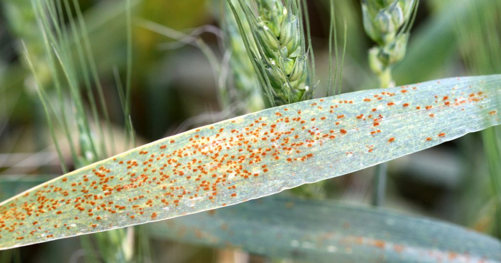 Leaf rust close up