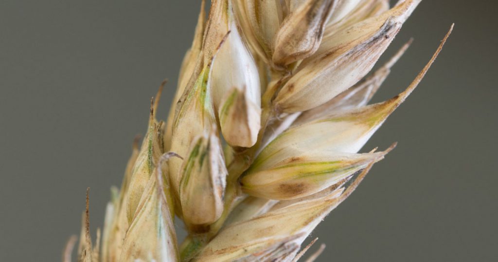 Wheat head