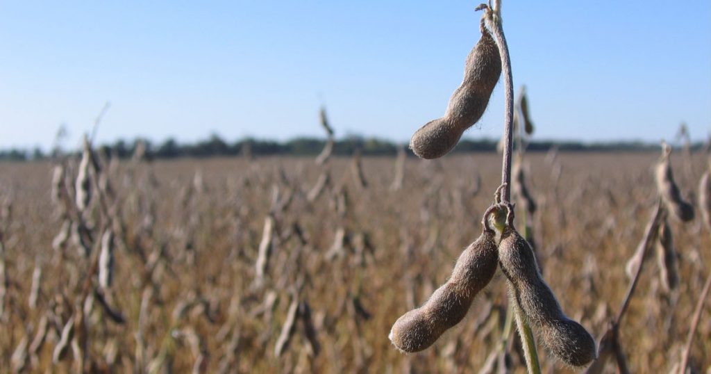 Soybeans