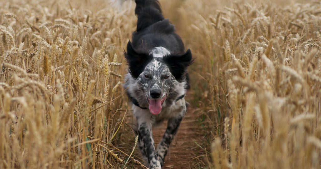 Dog running in wheat