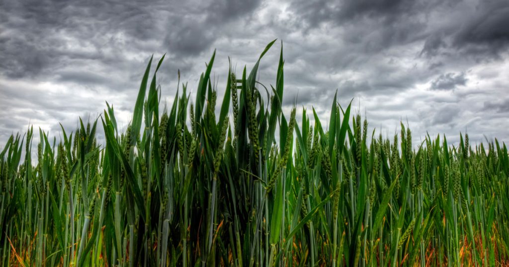 Storm clouds over a wheat field