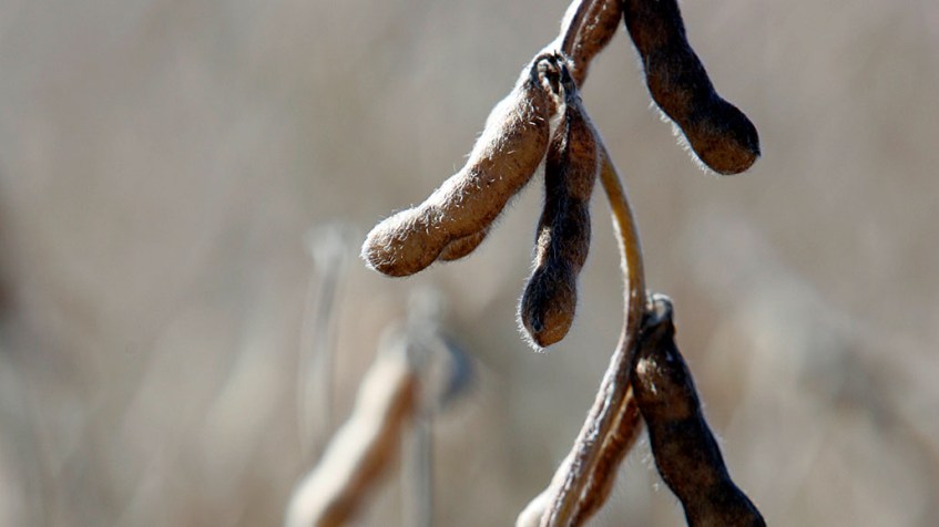 mature soybean pods