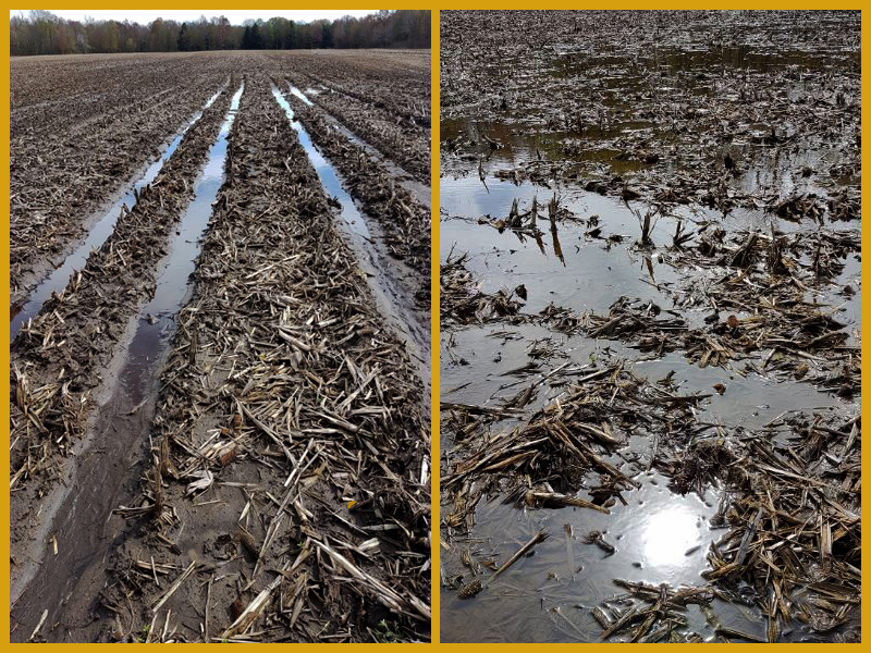 Mike's wet fields in May 2017