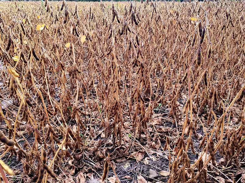 Brown soybeans in the field