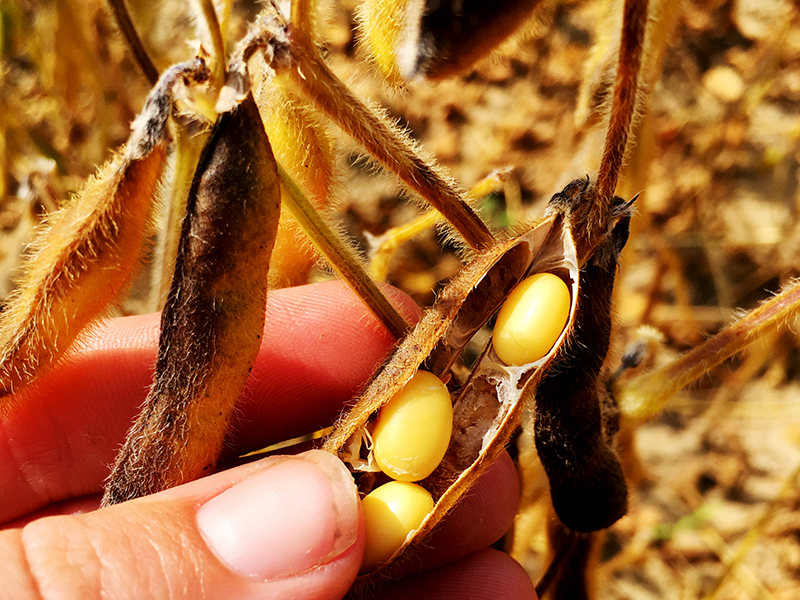 Soybean pod ready for harvest