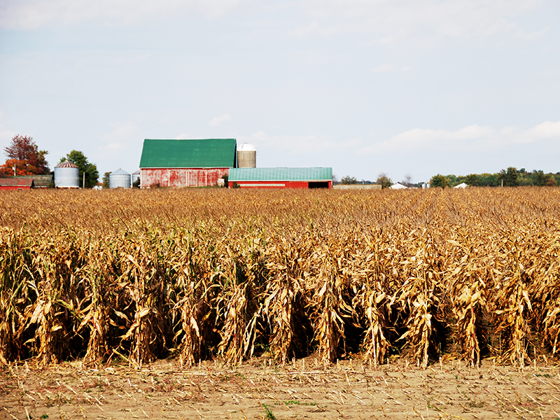 Corn in the field that is ready for harvest