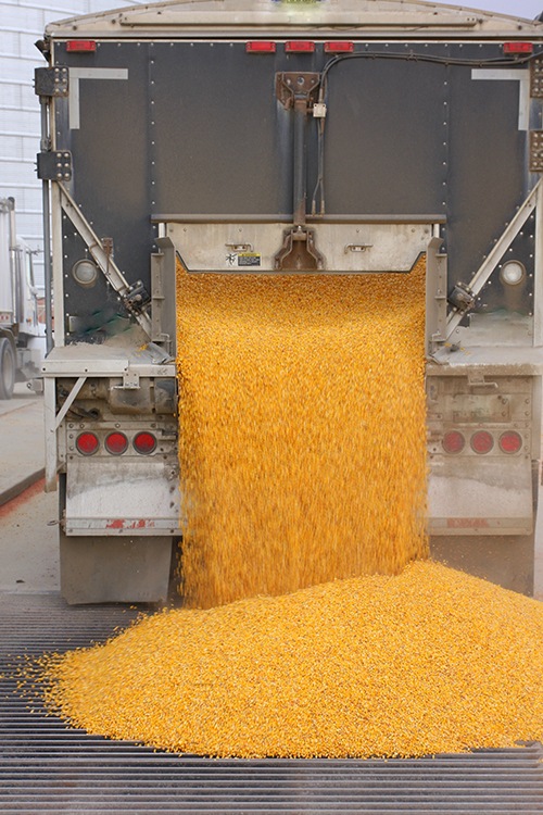 Corn Dumping Out of Iowa Truck