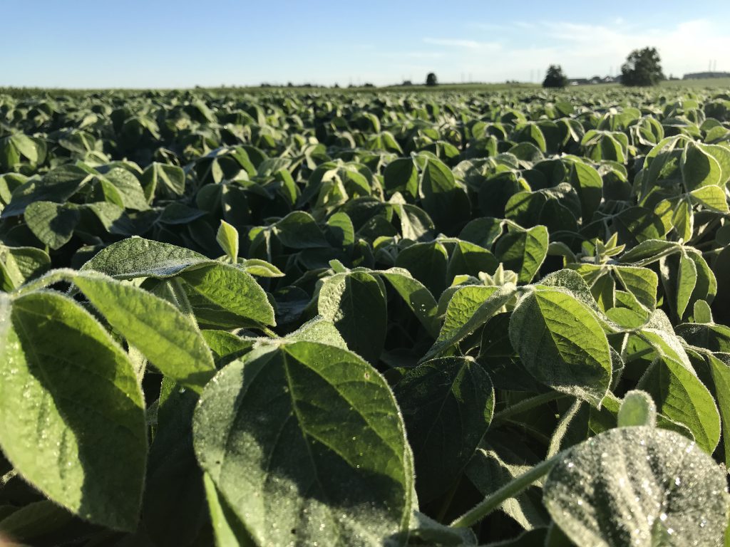 Close up of soybean plants. 