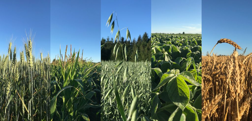 collage of different Ontario grains growing in fields