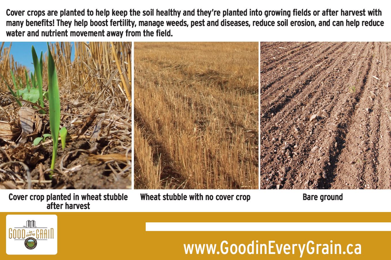 Benefits of a cover crop by Good in Every Grain