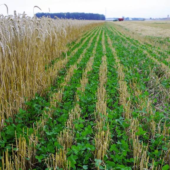 cover crop in harvested wheat stubble