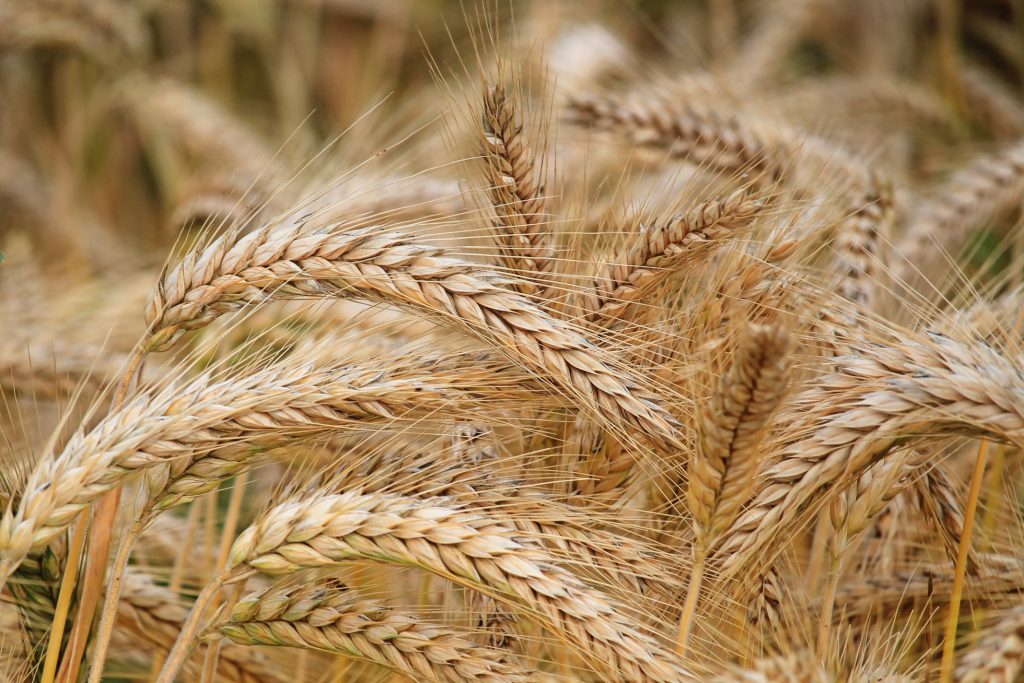 close up of a mature field or golden yellow barley 