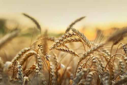 Wheat Field in Ontario