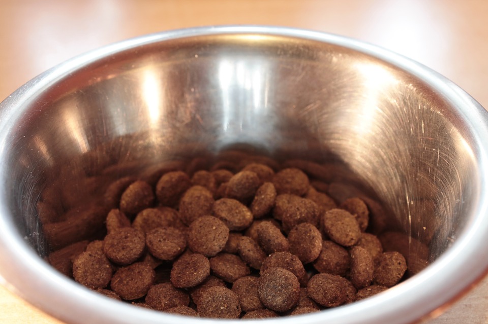 Fda names 16 2025 dog food brands