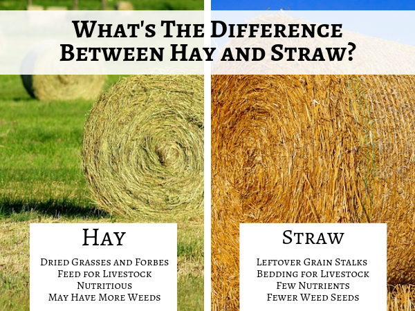 What is the Difference Between Hay and Straw?