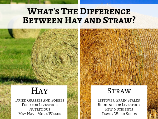 Difference Between Straw and Hay