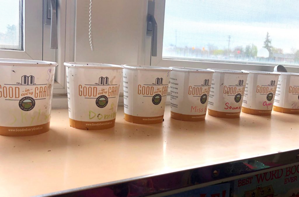 a line of paper cups with growing seeds in them stands in front of a classroom window