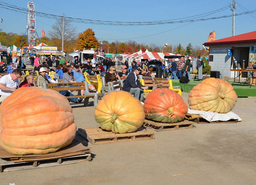 Giant pumpkin contest weigh in at the Rockton World Fair in Ontario, Canada