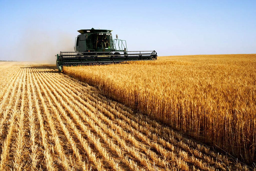 green combine harvesting golden winter wheat