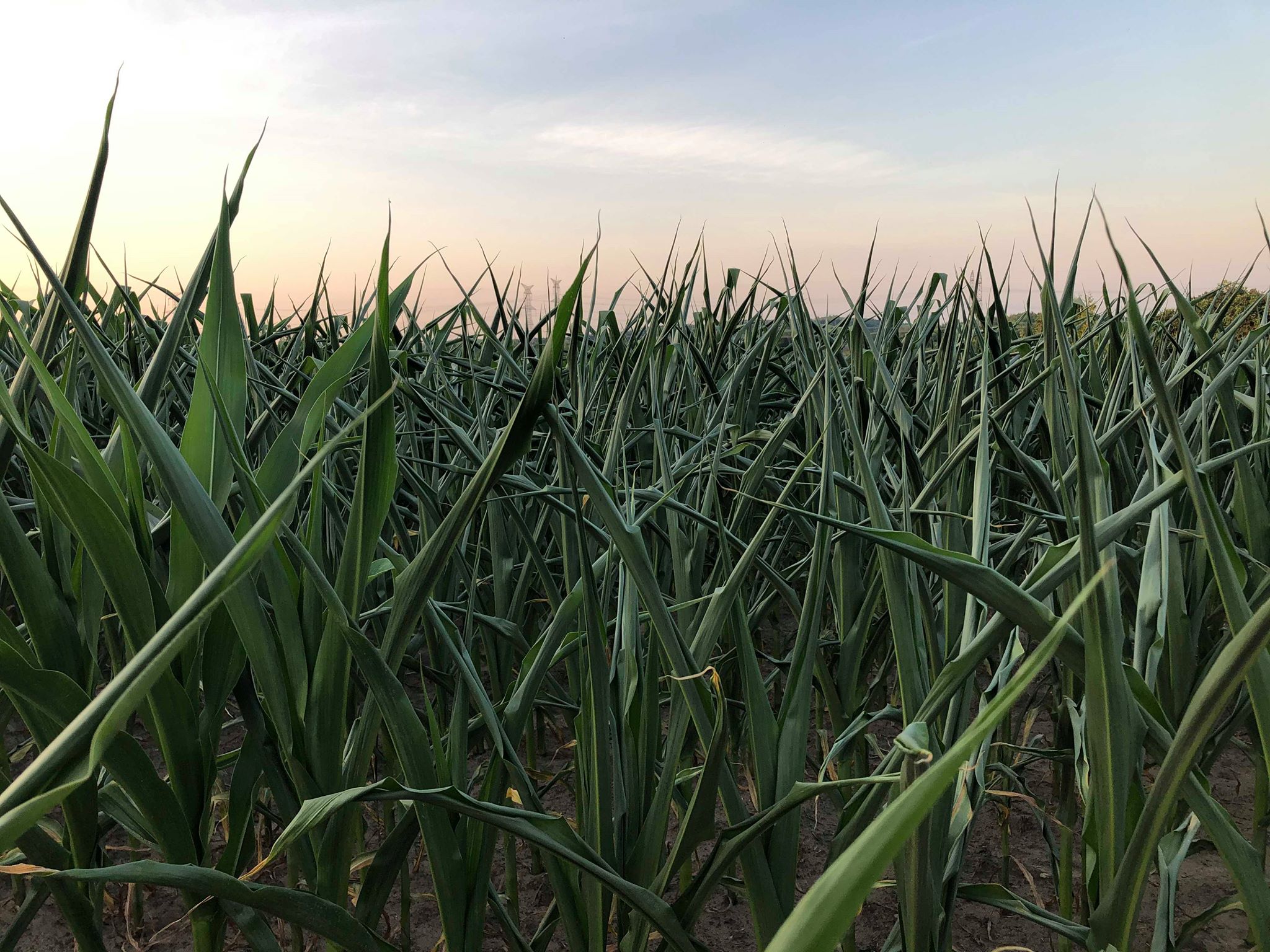 corn field that is dry