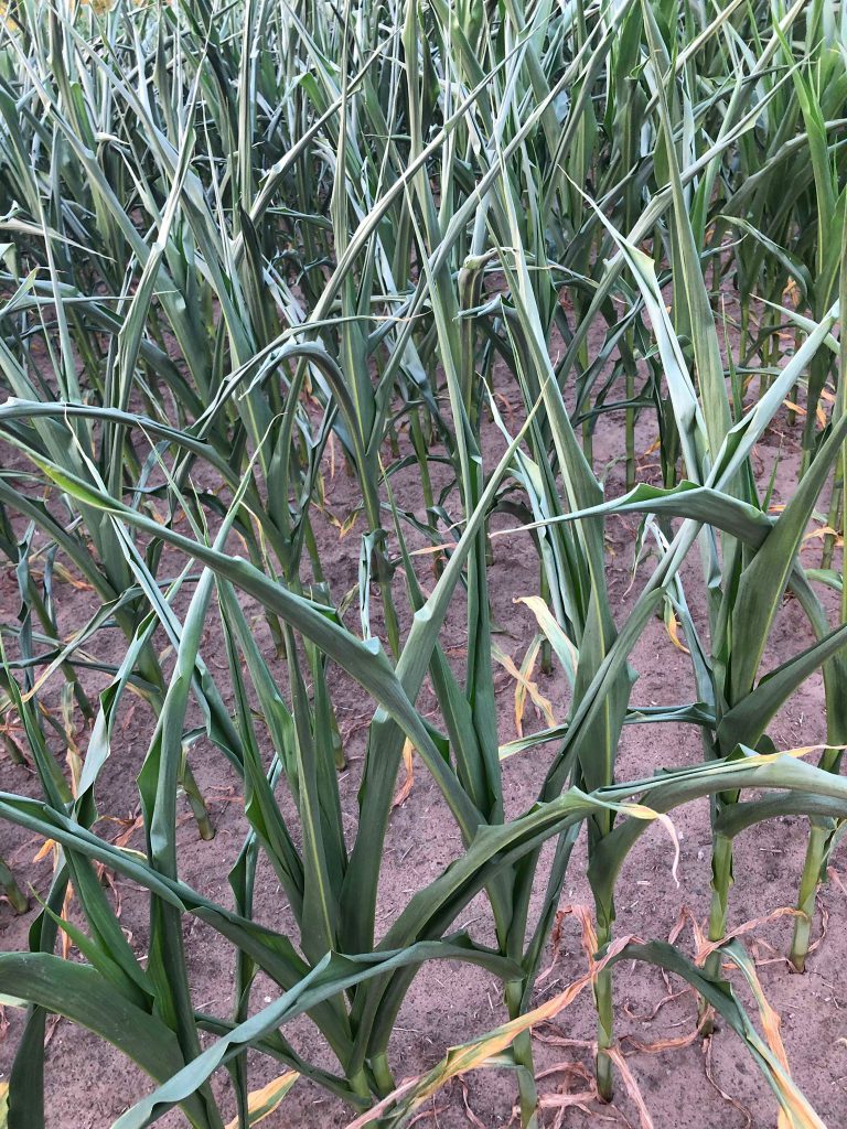 drought corn at sunset