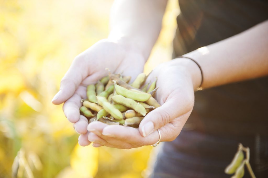 woman holding soybean pods in a mature soybean field in sunlight