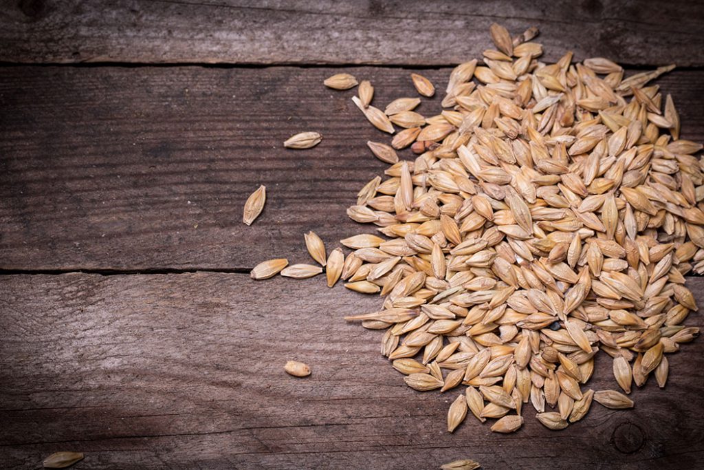 whole grain barley spread out on wood table