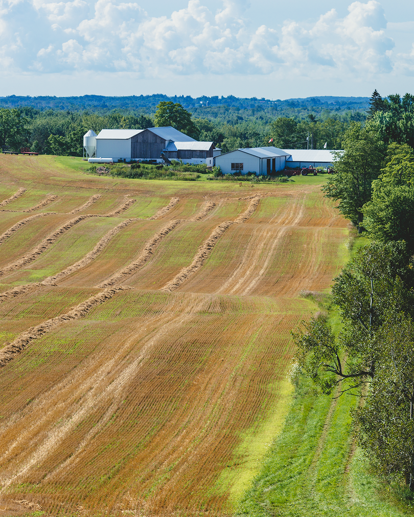 wheat field bordered by trees and grass 