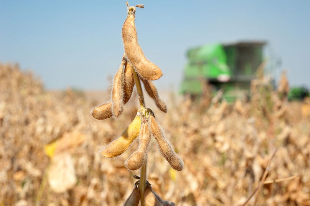 A combine harvesting a field of soybeans.