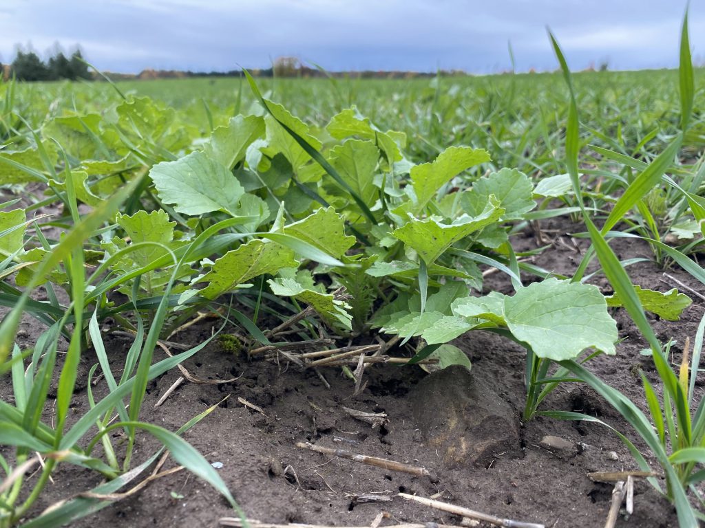 tillage radish and oats growing in a cover crop mixture