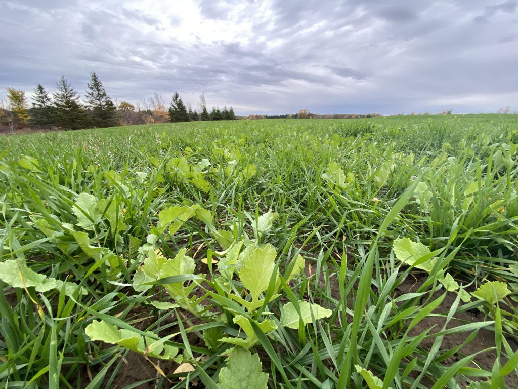 A cover crop of tillage radish and oats growing in Ontario