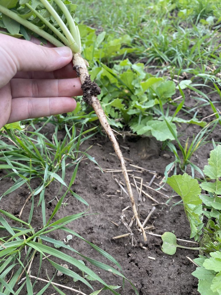 tillage radish tap root