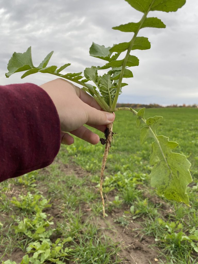 tillage radish tap root 