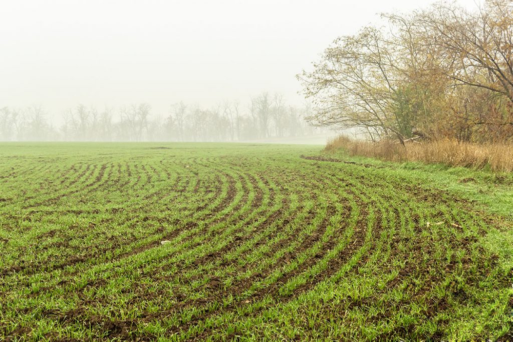 Field of growing Ontario winter wheat on a foggy autumn morning