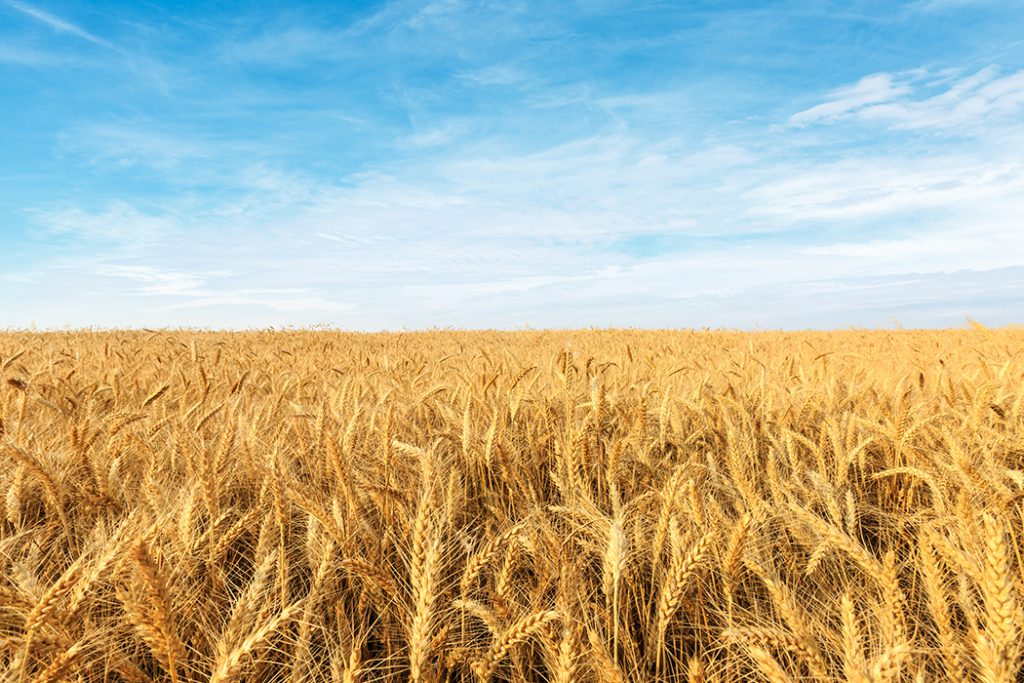 yellow wheat field under a blue sky.