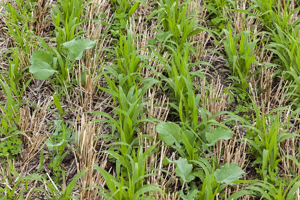 growing cover crop in between wehat stubble